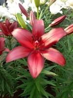 [5073 Cigalon No01.JPG]